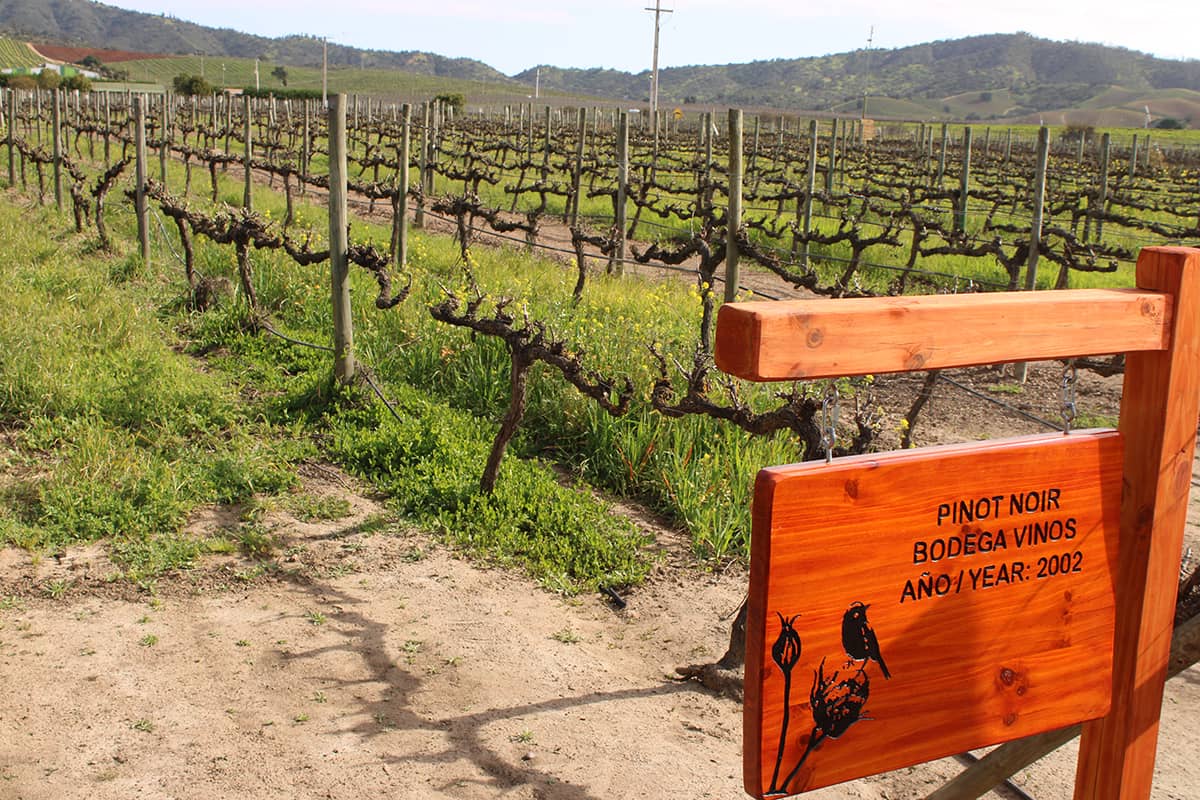 VINEDO CASA DEL BOSQUE