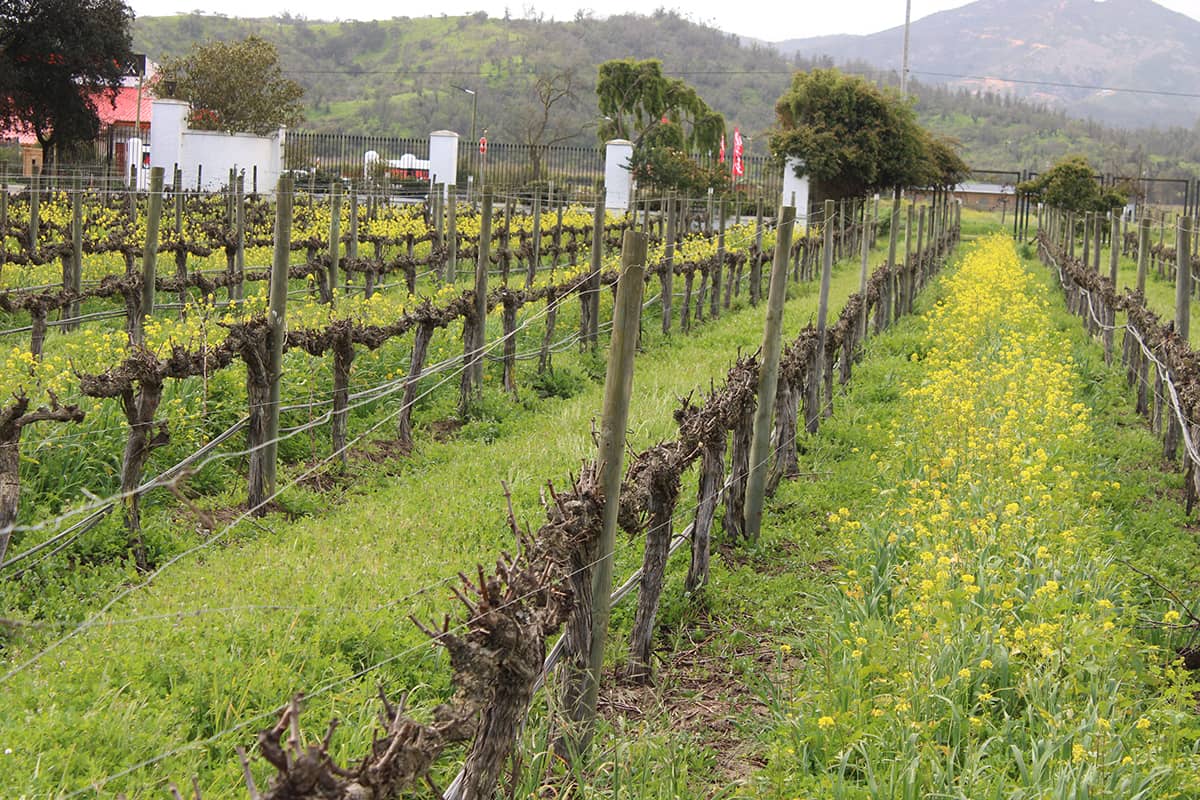 VIÑEDO CASA DEL BOSQUE